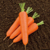 4 Морковь Олимпо F1 Франция фракция 2.00-2.20 mm 4 грамма