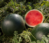 10 Арбуз Титания F1 Нидерланды  (бессемянный арбуз) 10 семян