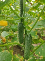 Огурец Рубинштейн F1