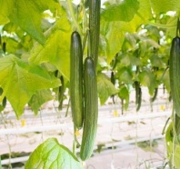 Огурец Лоэнгрин F1