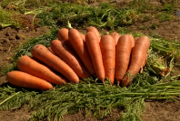 10.000 Морковь Проминанс F1 Япония фракция 1,8-2,0 mm 10.000 семян