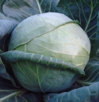 Капуста Бурбон F1 белокочанная Нидерланды 2.500 семян