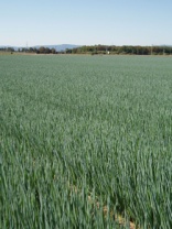 Лук на перо Перформер Нидерланды 10.000 семян