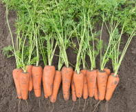 Морковь Кесена F1