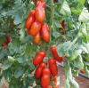 20 Томат Поззано F1 Индетерминантный. Нидерланды 20 семян