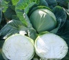 250 Капуста Секома F1 белокочанная Нидерланды 250 семян