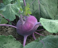 Капуста Колибри F1