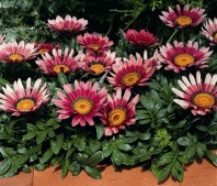 Гацания Кисс F1 Rose, Хупта, 4889567 100 семян Гацания Кисс F1 Rose, Хупта, 4889567 100 семян