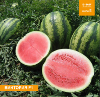 Арбуз Виктория F1