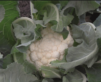 Капуста Гудман