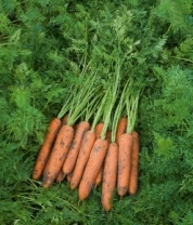 Морковь Самсон Нидерланды 500 грамм