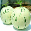 Дыня Далматин F1
