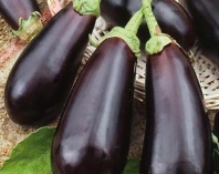 20 Баклажан Фаворит F1 Франция 20 семян