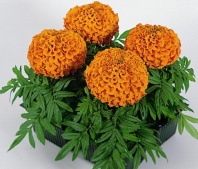 Бархатцы прямостоячие Антигуа F1 Оранжевые