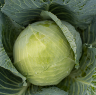 Капуста Тореадор F1