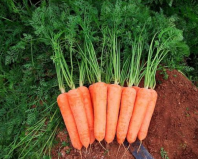 Морковь Диаменто F1