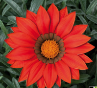 Гацания Биг Кисс F1 Ред, Хупта, арт. 9585 30 семян