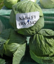 100 Капуста Коля F1 белокочанная Нидерланды 100 семян