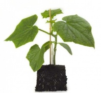 30 Подвой Аффин F1 Нидерланды 30 семян