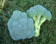 Капуста Гераклион F1