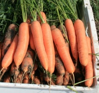 10.000 Морковь Намибия F1 фракция 1,8-2,0 mm Нидерланды 10.000 семян