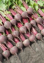 Свекла Беттолло F1 Нидерланды 50.000 семян