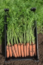 Морковь Нарбонне F1 фракция 2,0-2,2 mm Нидерланды 100.000 семян