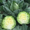 100 Капуста Пушма F1 белокочанная Нидерланды 100 семян