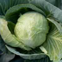 Капуста Килагрег F1