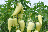 30 Перец Сноувайт F1 белый конусовидный, Нидерланды 30 семян