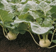 100 Капуста Корист F1 кольраби Нидерланды 100 семян 100 Капуста Корист F1 кольраби Нидерланды 100 семян