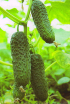 Огурец Марс F1