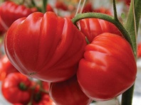 20 Томат Сарра F1 Индетерминантный. Франция 20 семян