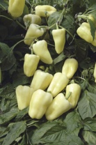 Перец Сноувайт F1 белый конусовидный, Нидерланды 100 семян