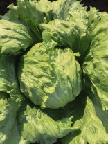 Салат Бизнес тип Айсберг Нидерланды 5.000 драже