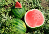 Арбуз Геркулес F1