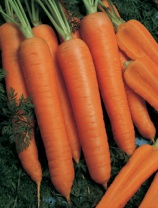 10.000 Морковь Наполи F1 Нидерланды 10.000 семян