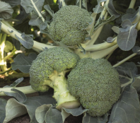 Капуста Батавия F1