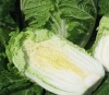 100 Капуста Спринкин F1 пекинская Нидерланды 100 семян