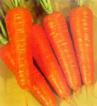 Морковь Курода Шантене