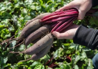 Свекла Таунус F1 Нидерланды 50.000 семян