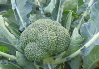 Капуста Фиеста F1