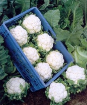 Капуста Фридом F1 цветная Нидерланды 1.000 семян