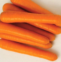 10.000 Морковь Маэстро F 1 Франция 2,0-2,2 mm 10.000 семян