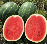 Арбуз Инсепшн F1