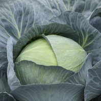 Капуста Саксесор F1