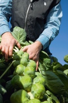 Капуста Франклин F1 Брюссельская Нидерланды 2.500 семян