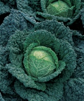 Капуста Мелисса F1