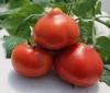 Томат Ред Харвест F1 Индетерминантный. Нидерланды 5 семян