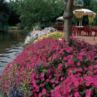 Петуния ампельная Тайдал Tidal Wave F1 Сherry Pelleted 100 др.